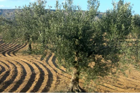 Farmers’ Adaptation and Sustainability in Tunisia through Excellence in Research